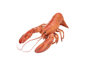 A whole Canadian cooked lobster isolated