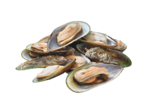 Several greenshell mussels isolated